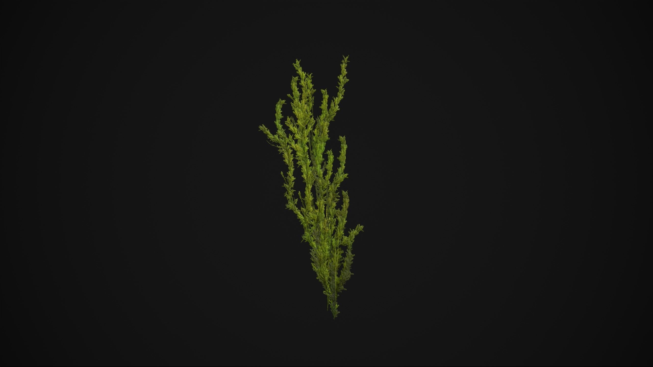Antitrichia Curtipendula - Grass Low-poly 3D model_17