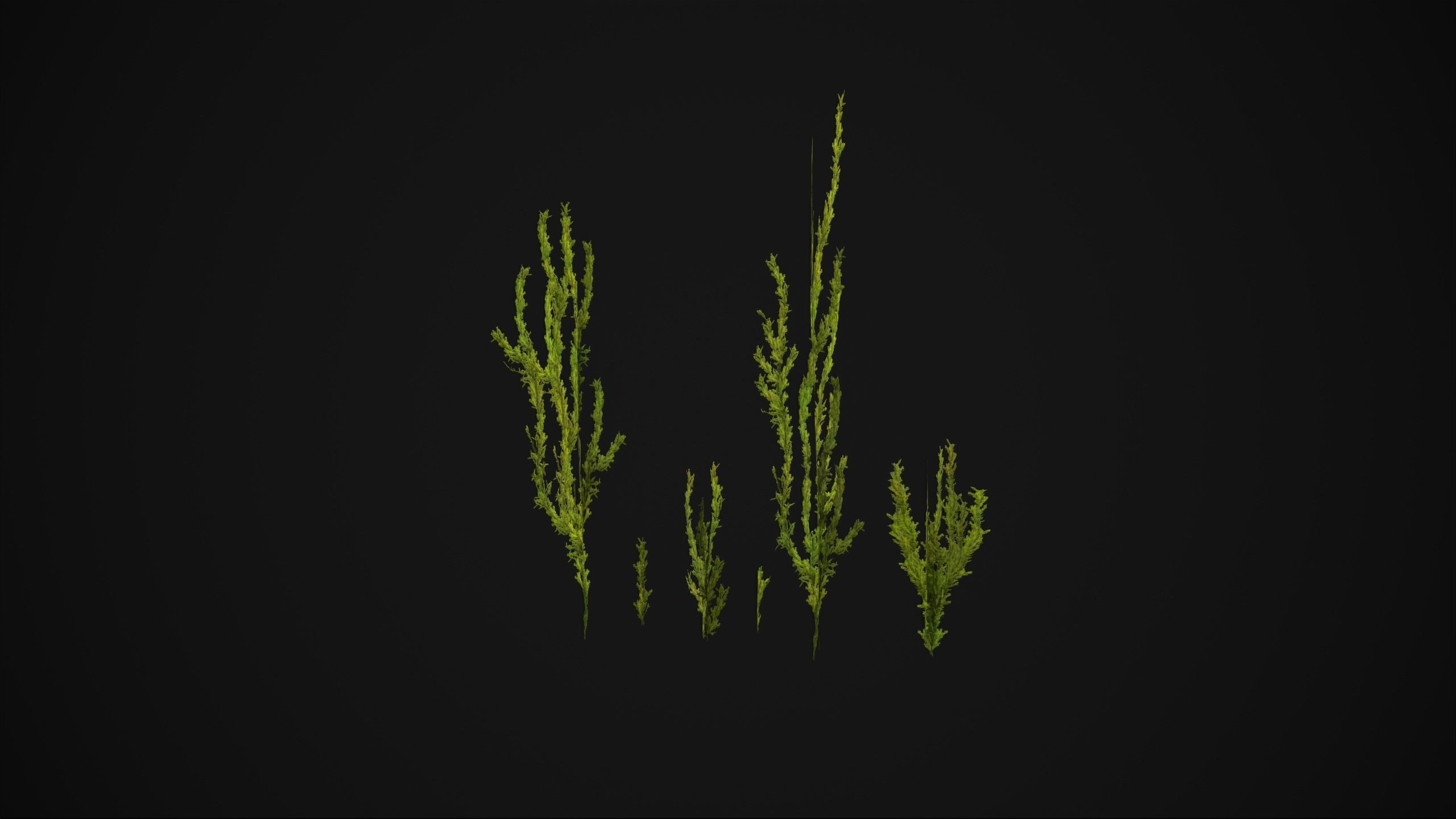 Antitrichia Curtipendula - Grass Low-poly 3D model_21
