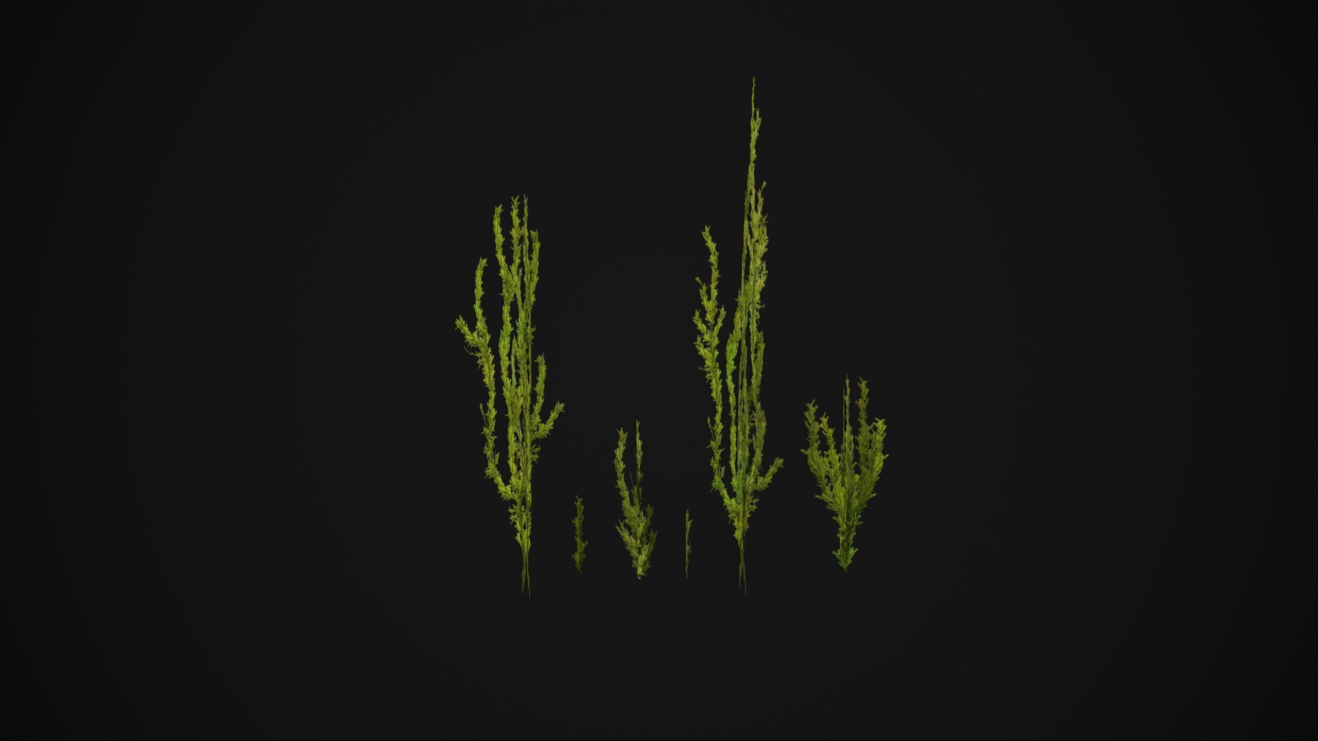 Antitrichia Curtipendula - Grass Low-poly 3D model_2