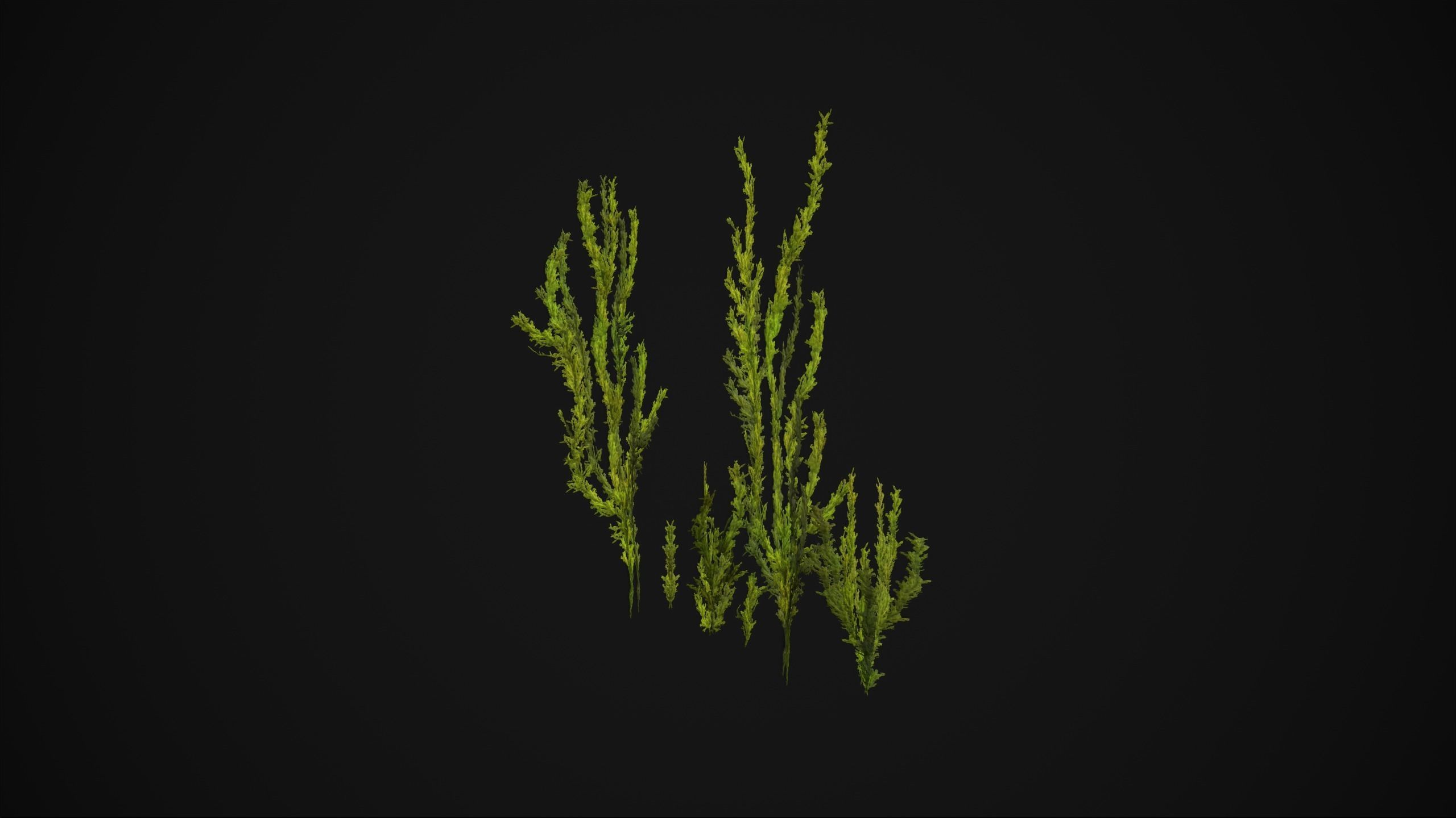 Antitrichia Curtipendula - Grass Low-poly 3D model_19