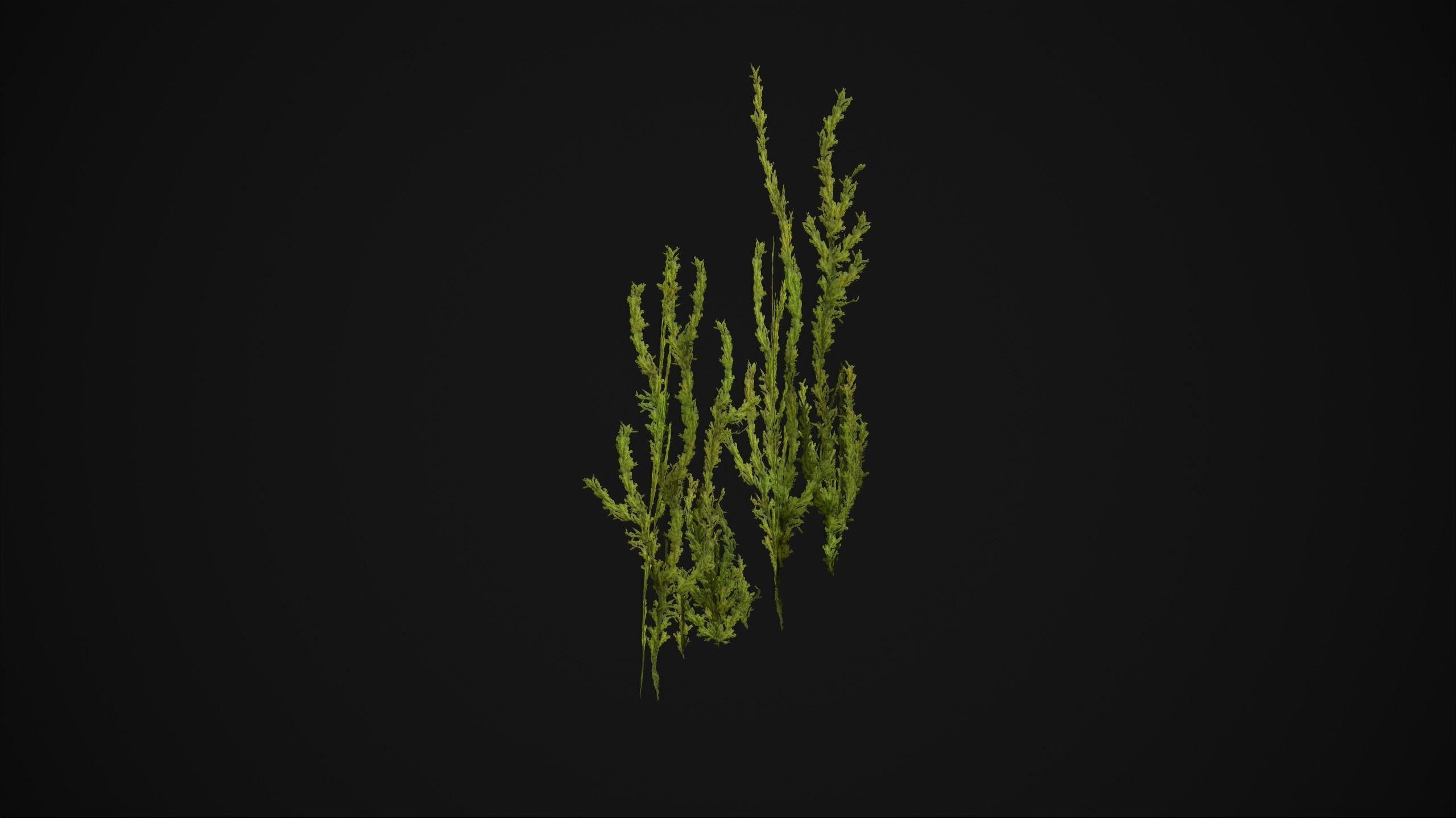 Antitrichia Curtipendula - Grass Low-poly 3D model_5