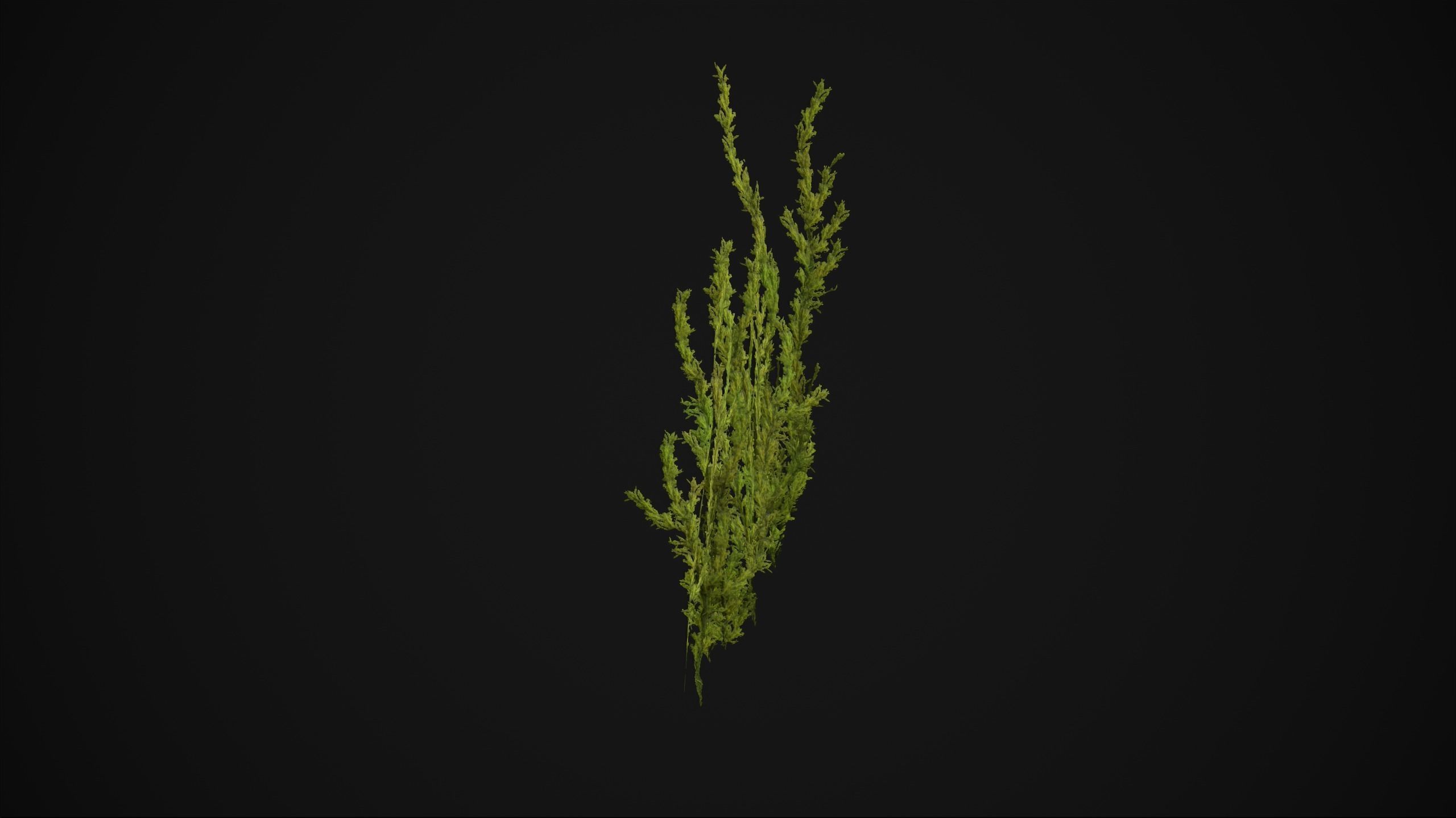 Antitrichia Curtipendula - Grass Low-poly 3D model_6