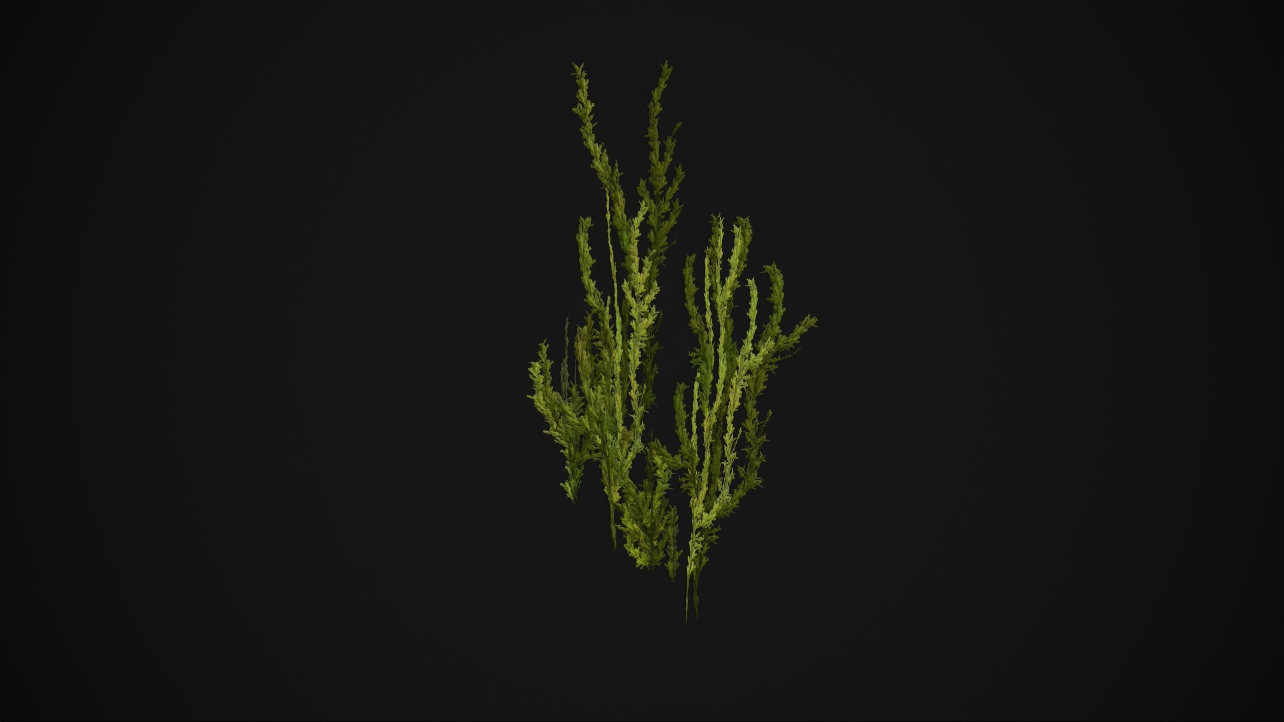 Antitrichia Curtipendula - Grass Low-poly 3D model_8