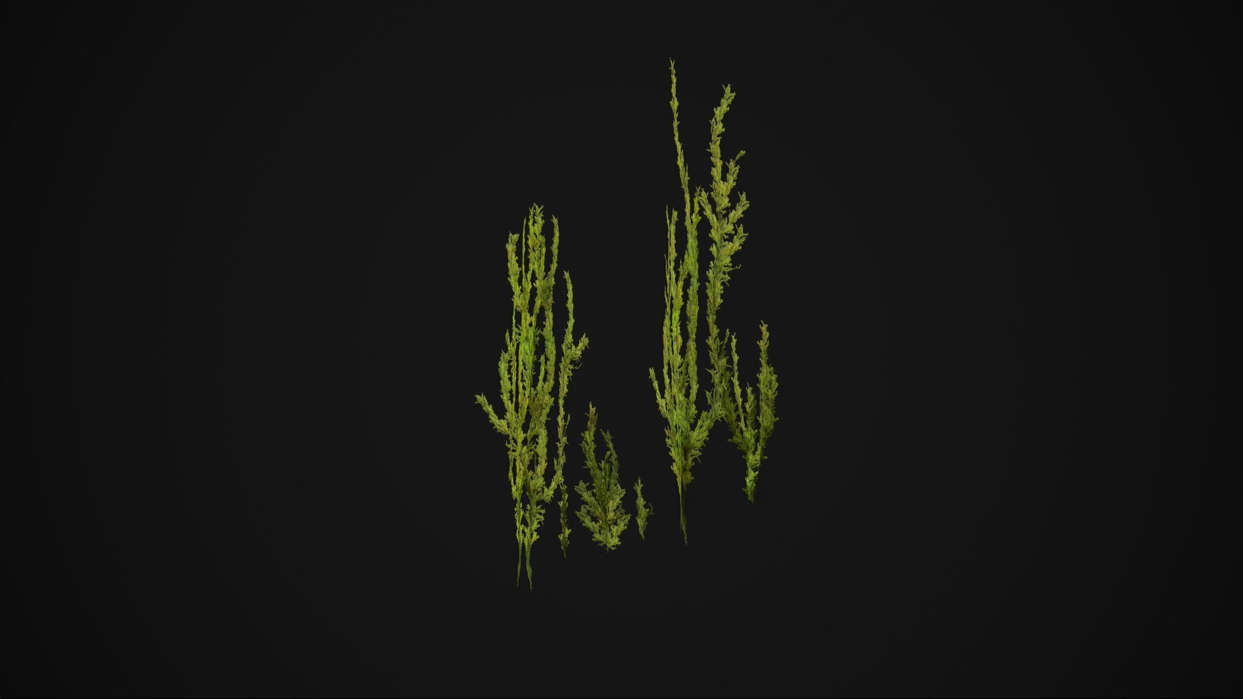 Antitrichia Curtipendula - Grass Low-poly 3D model_4