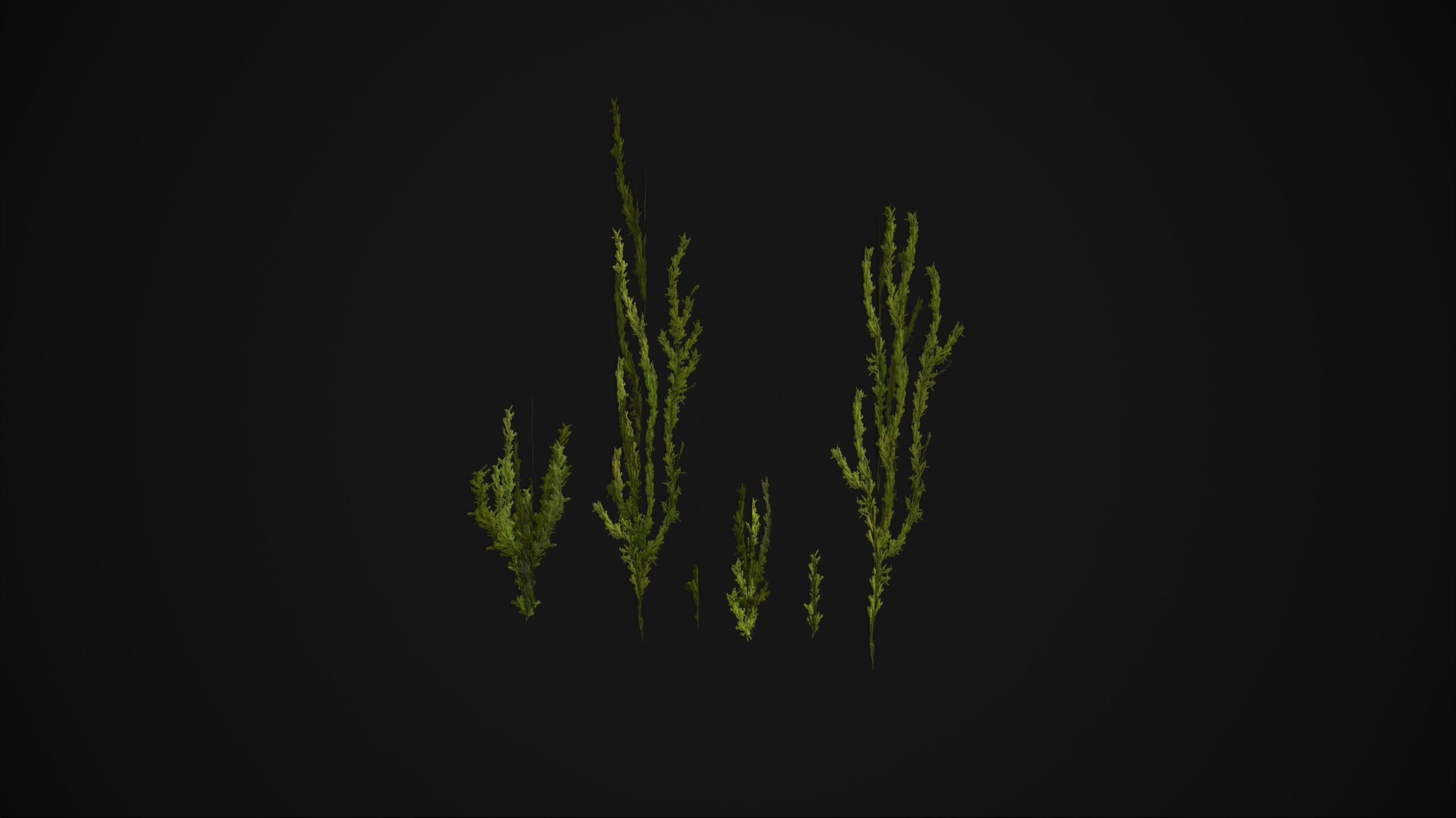 Antitrichia Curtipendula - Grass Low-poly 3D model_11