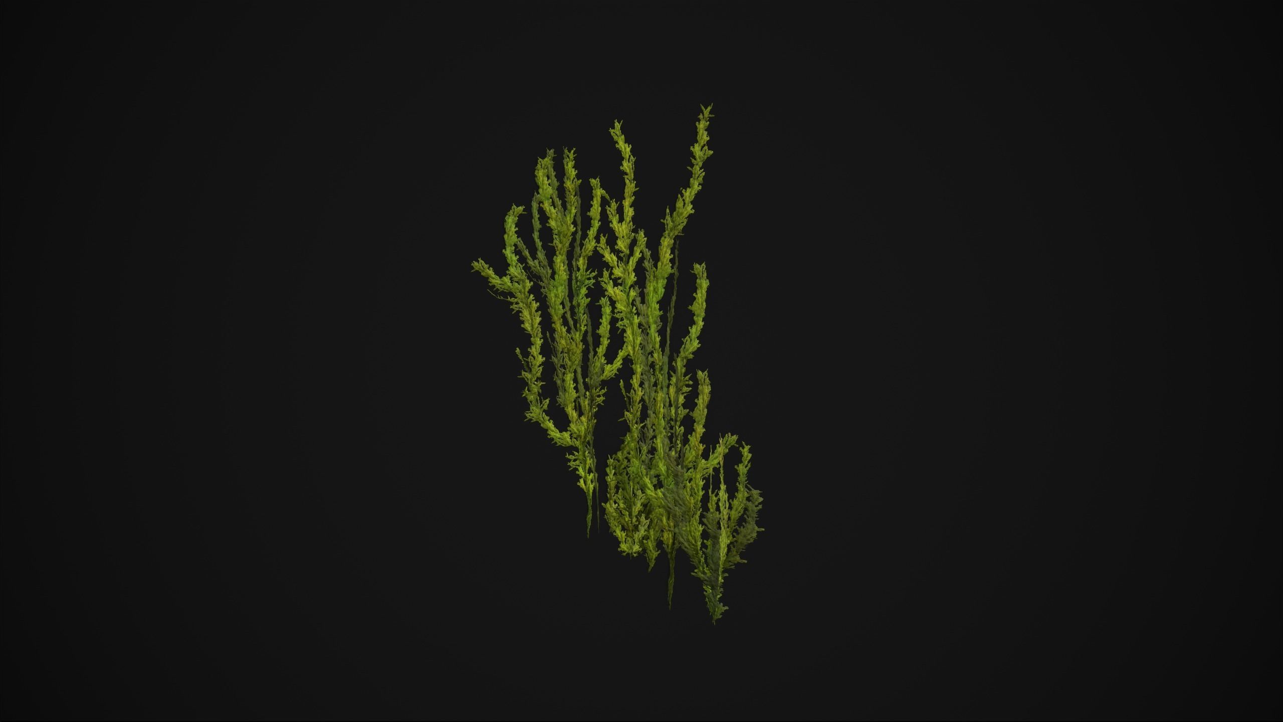 Antitrichia Curtipendula - Grass Low-poly 3D model_18