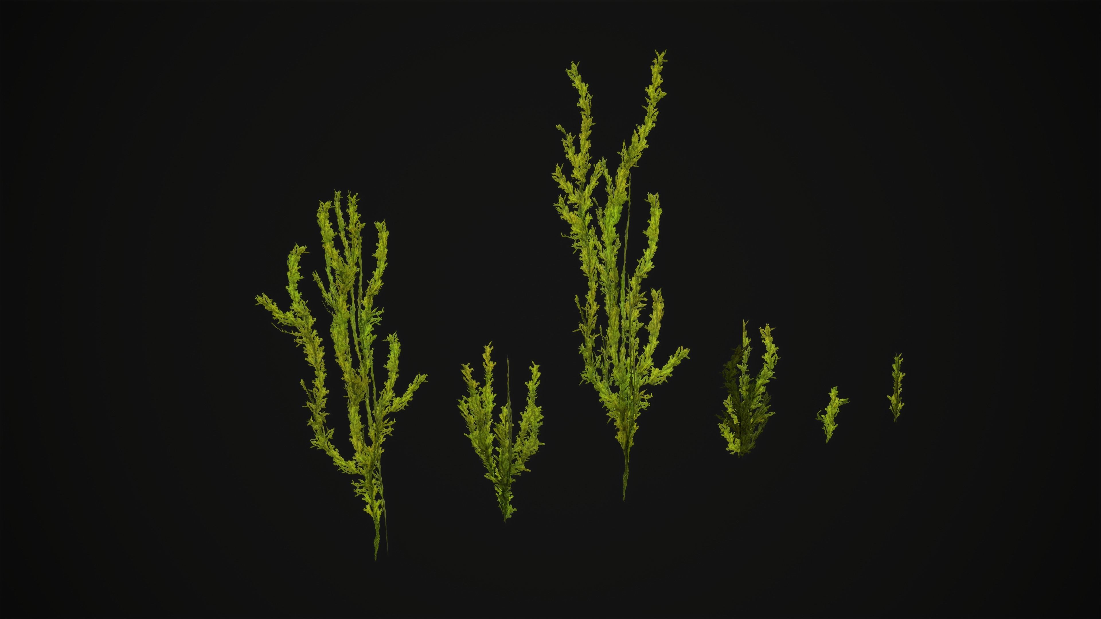 Antitrichia Curtipendula - Grass Low-poly 3D model_1