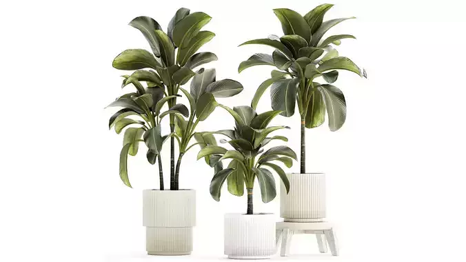 Beautiful plant bushes Calathea lutea in a pot 1306 3D model