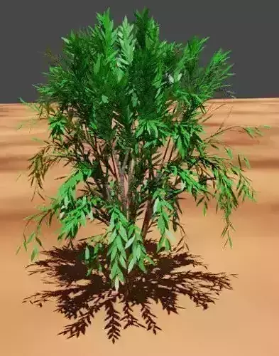 treeplant