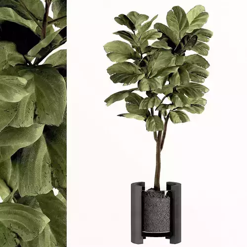 indoor plant 03 3D model