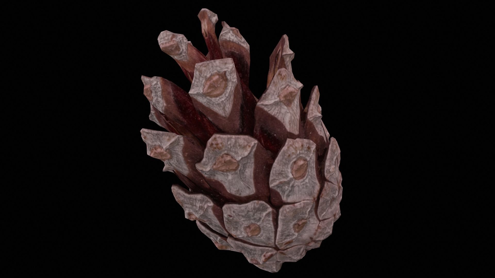 cone pine 3D model 3D model_1