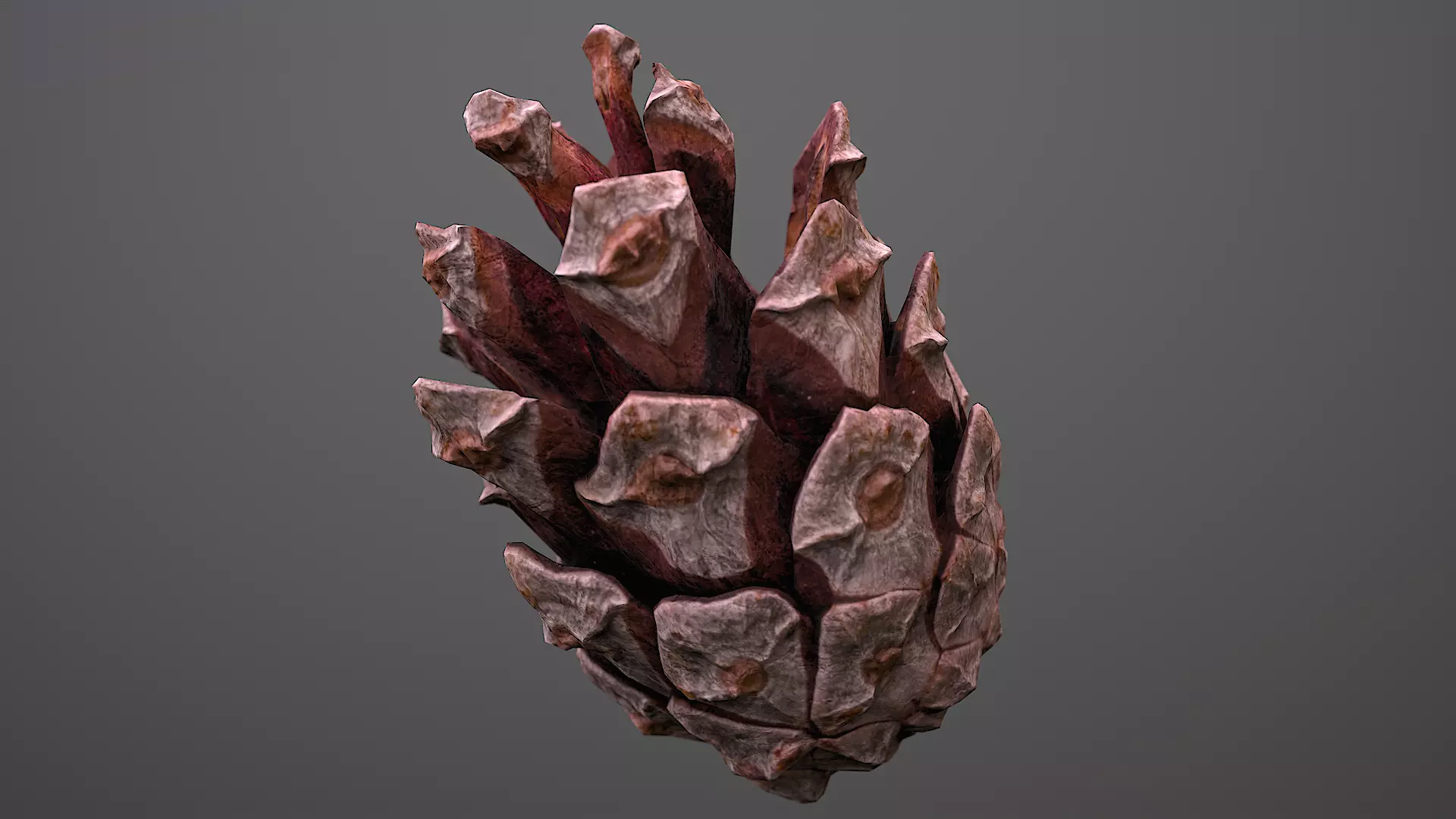 cone pine 3D model 3D model_0