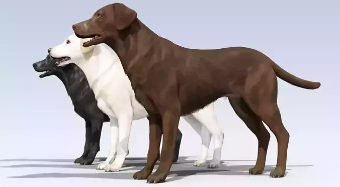 Labrador Retriever pack Rigged