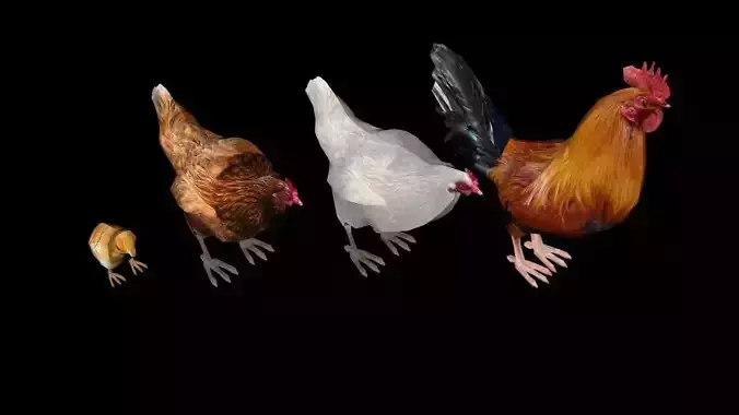 All Chickens 3D Design  Free 3D model