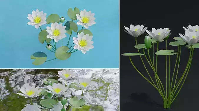 Water Lily White 3D model