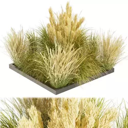 Collection plant vol 492 - grass - Switchgrass - Northwind