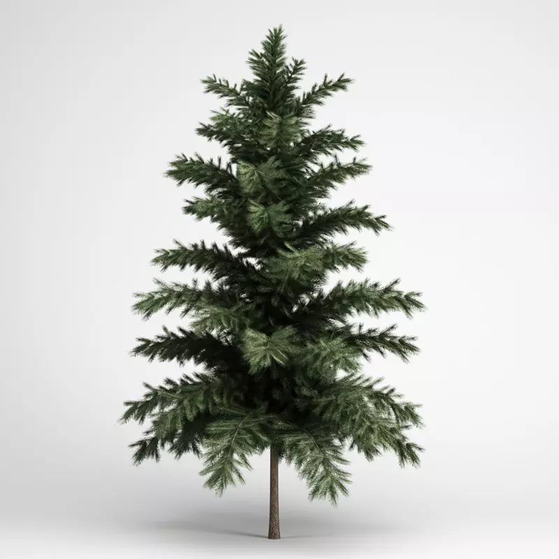 Scots Pine 3D model_0