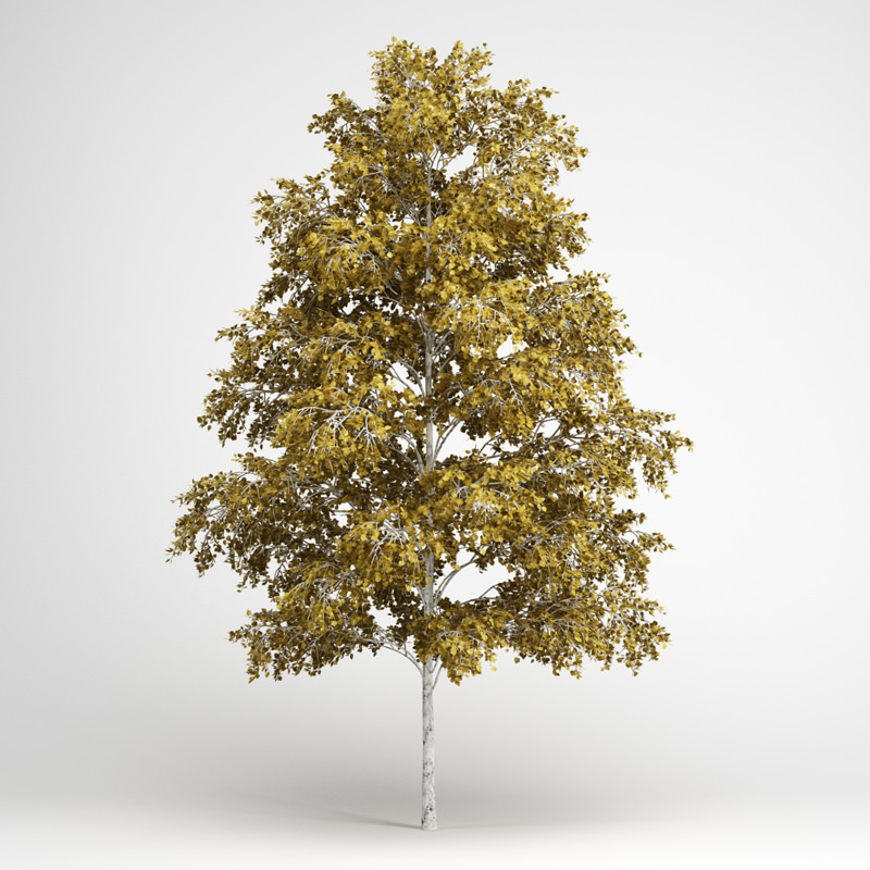 European White Birch 19 3D model_1