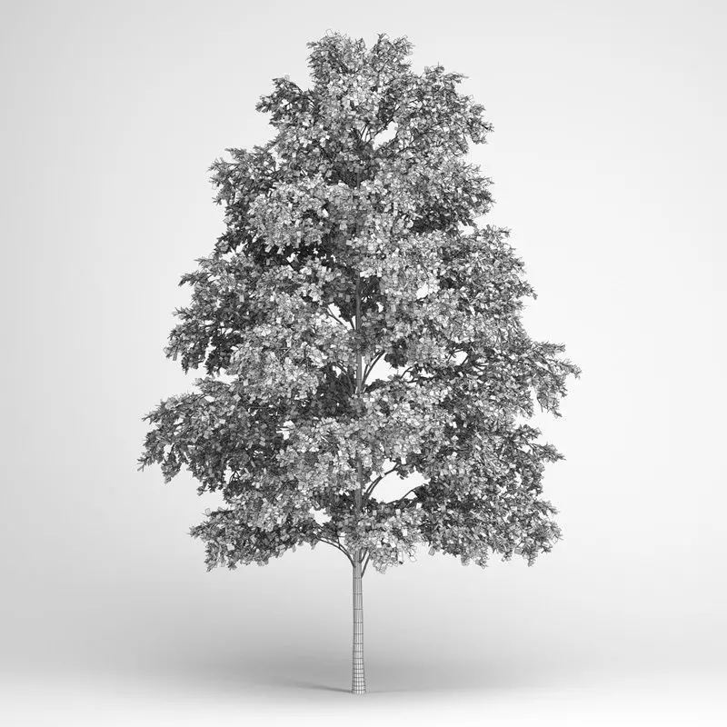 European White Birch 19 3D model_0