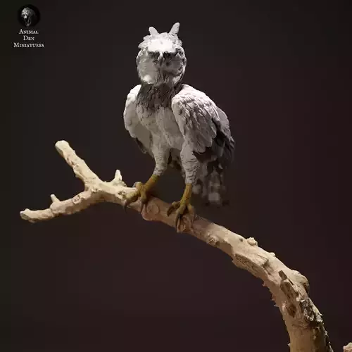 Harpy Eagle