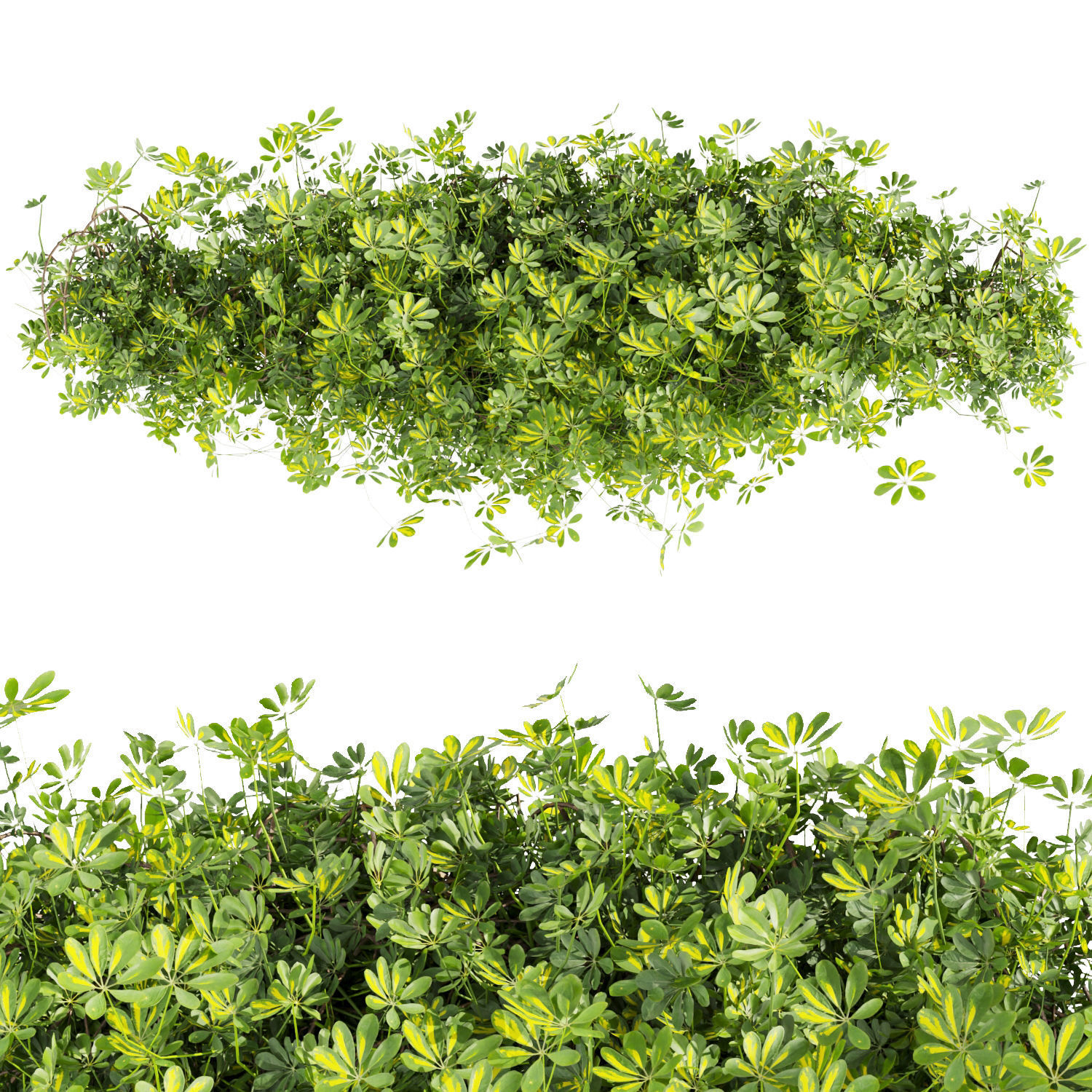 Collection plant vol 494 - Outdoor - bush - ivy - Schefflera 3D model_1