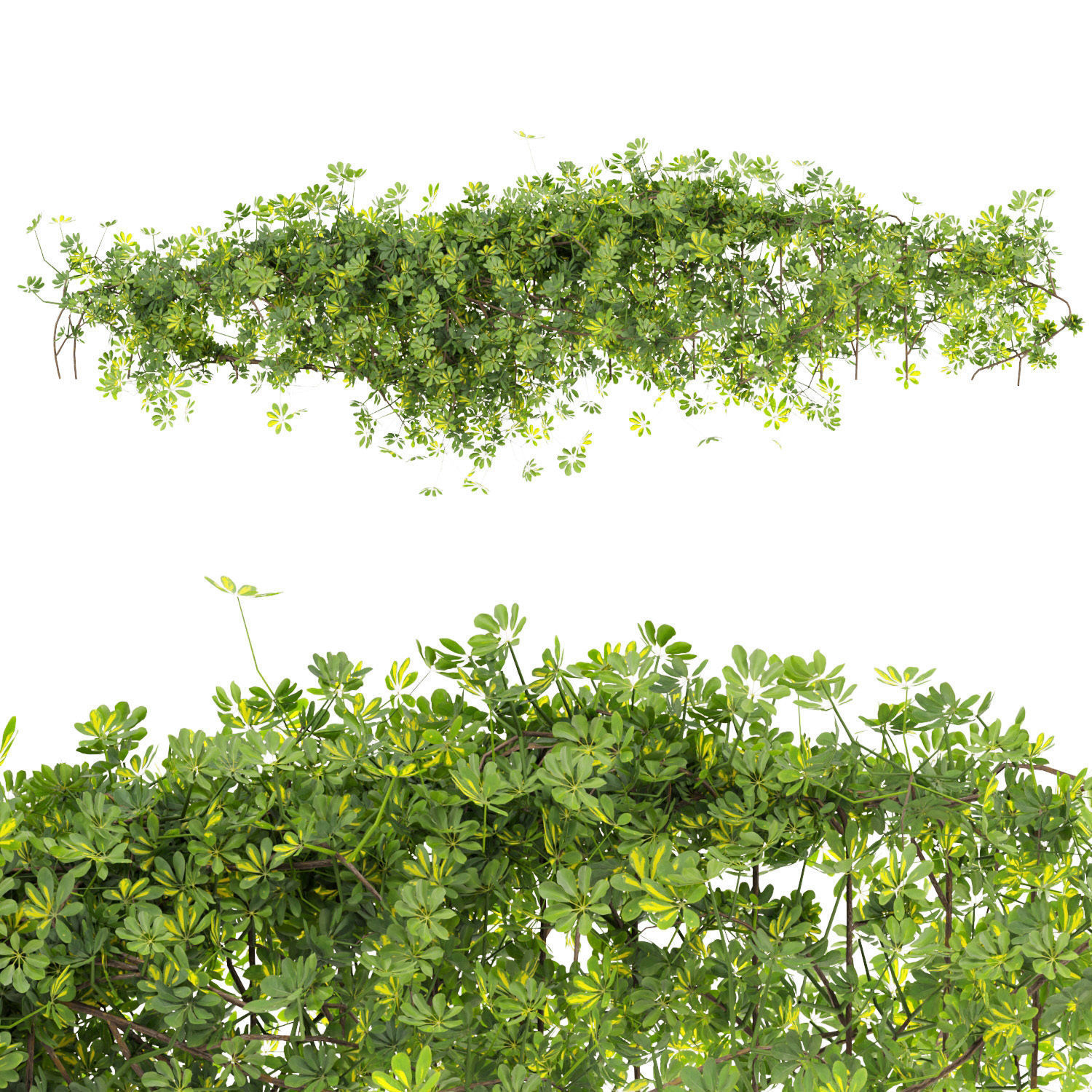 Collection plant vol 494 - Outdoor - bush - ivy - Schefflera 3D model_4