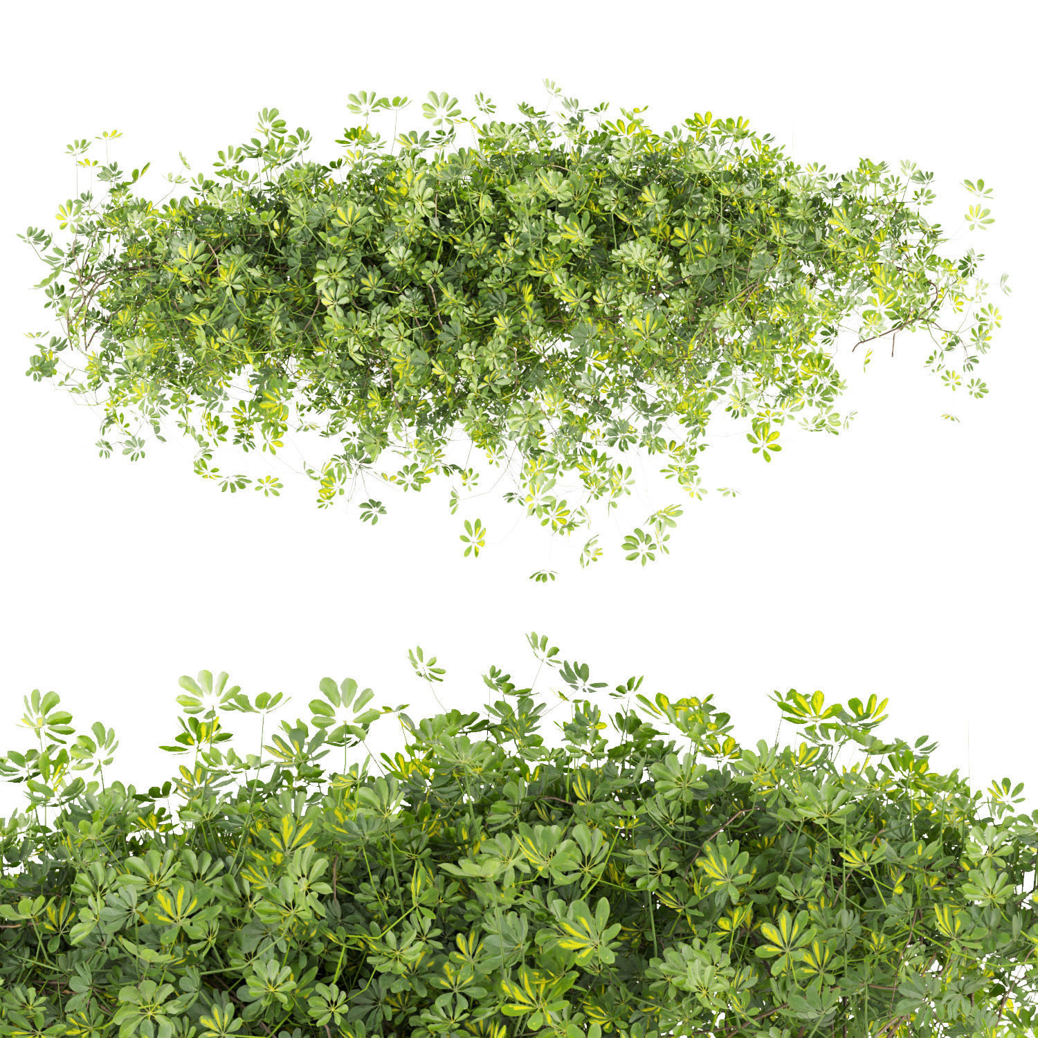 Collection plant vol 494 - Outdoor - bush - ivy - Schefflera 3D model_3