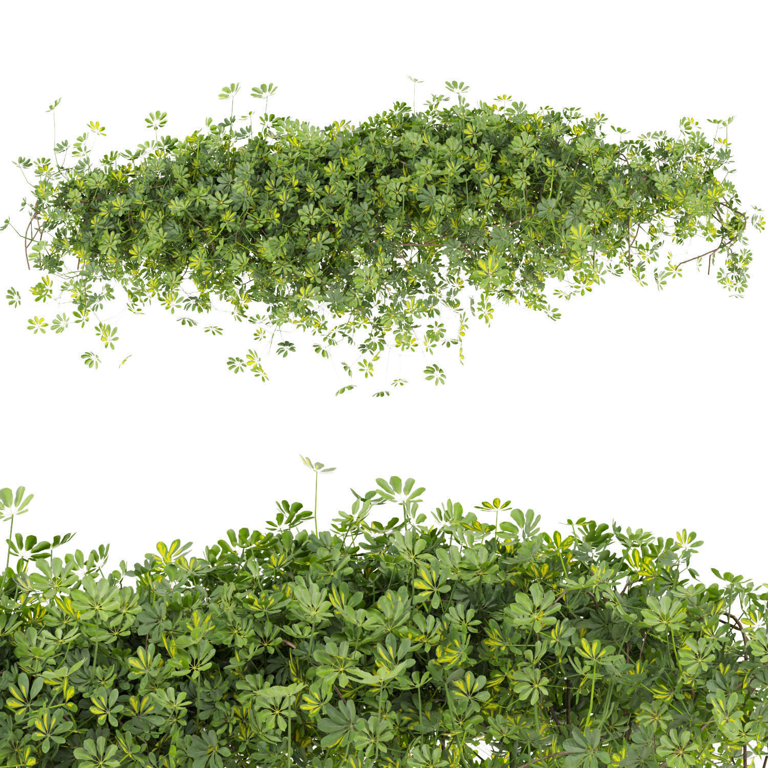 Collection plant vol 494 - Outdoor - bush - ivy - Schefflera 3D model_2