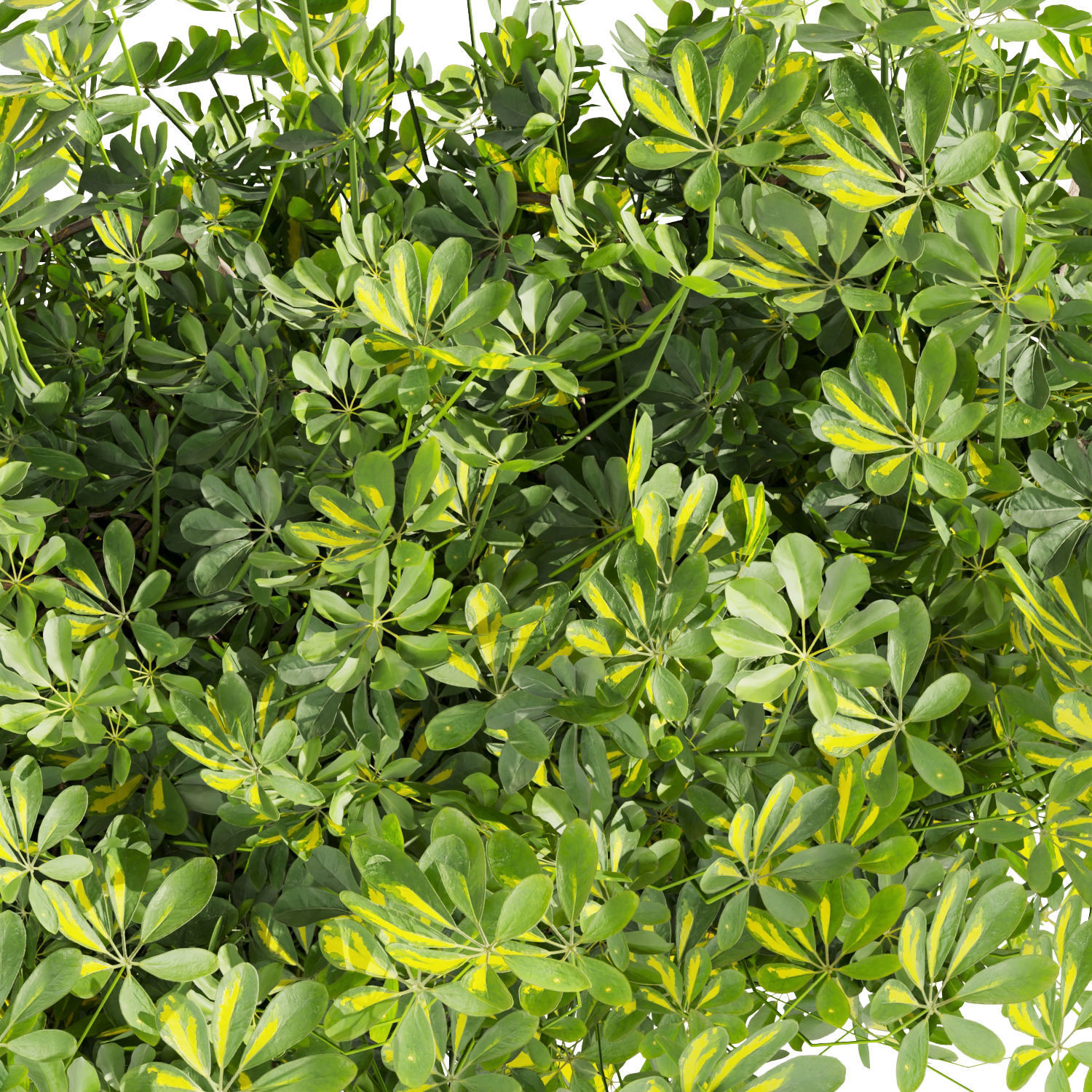 Collection plant vol 494 - Outdoor - bush - ivy - Schefflera 3D model_5