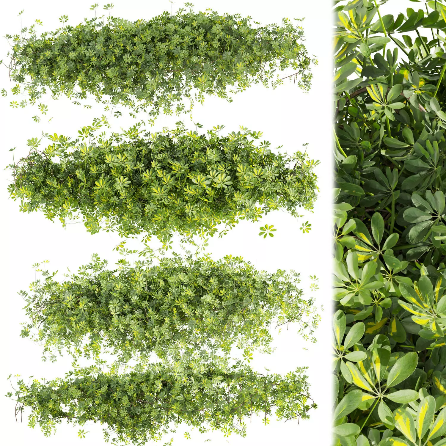 Collection plant vol 494 - Outdoor - bush - ivy - Schefflera 3D model_0