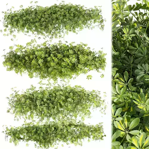 Collection plant vol 494 - Outdoor - bush - ivy - Schefflera 3D model