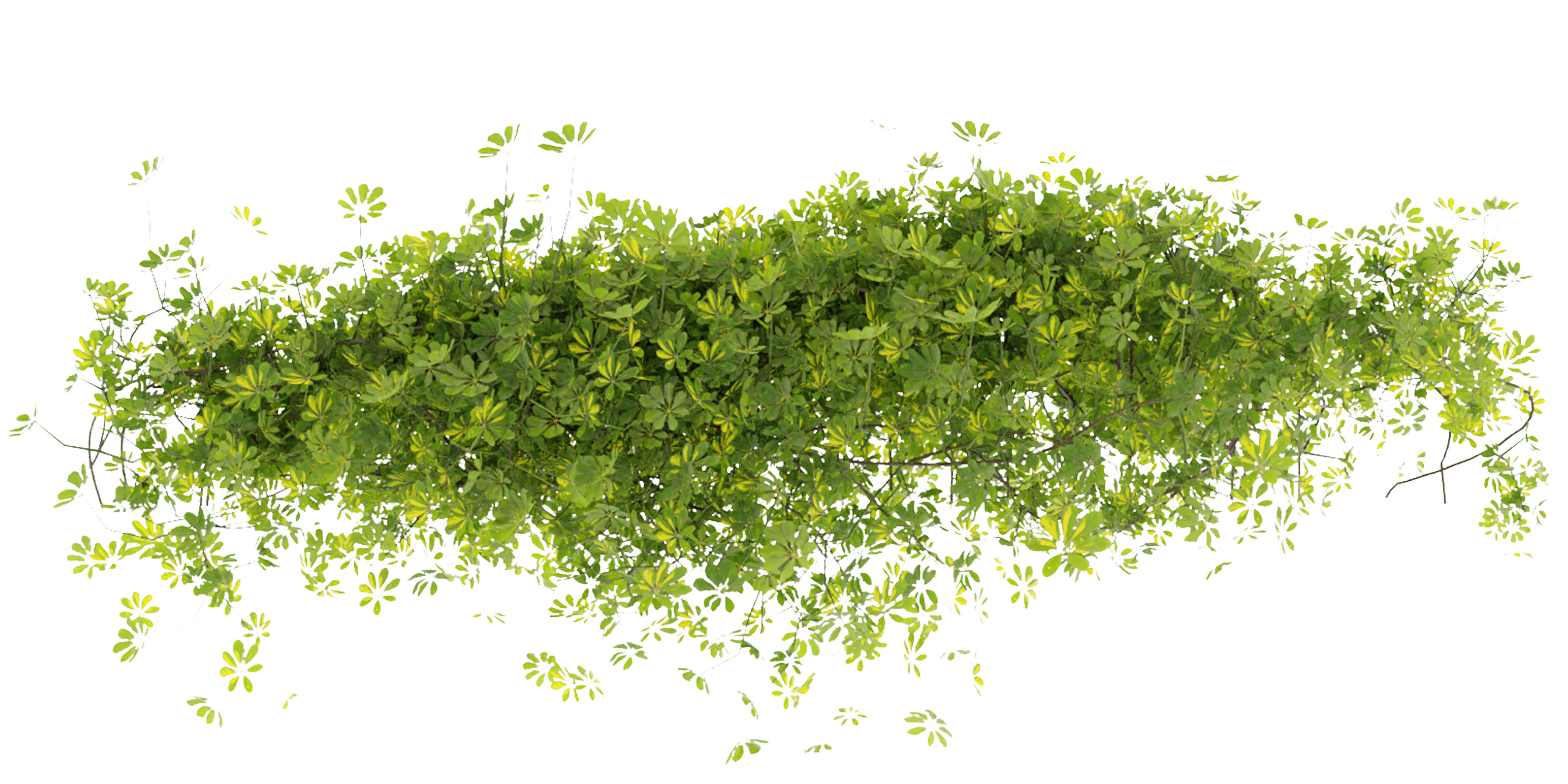 Collection plant vol 494 - ivy - Schefflera - blender model 3D model_3