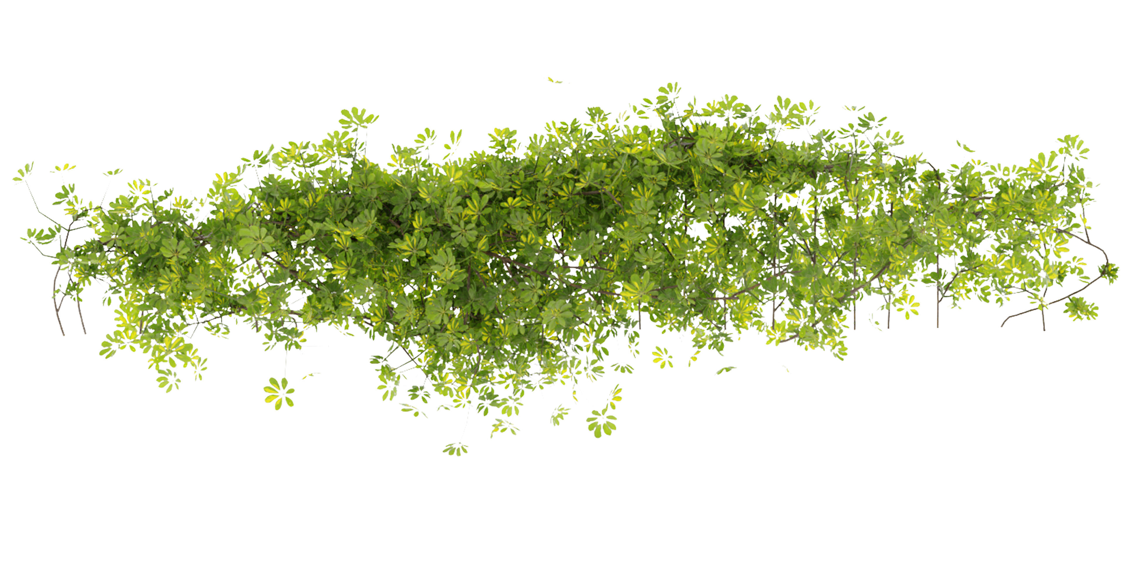 Collection plant vol 494 - ivy - Schefflera - blender model 3D model_4