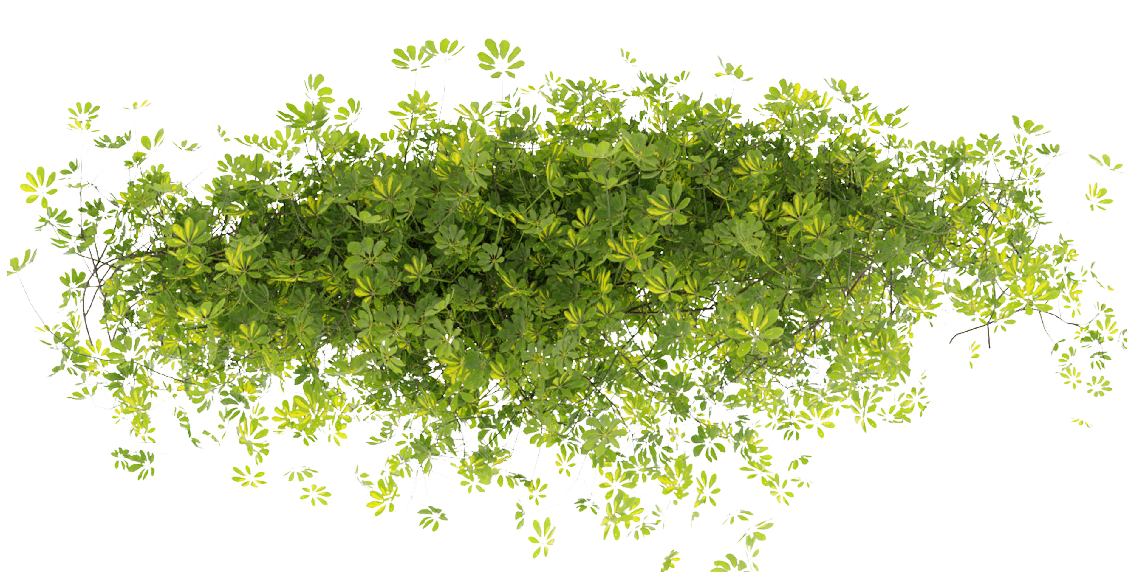 Collection plant vol 494 - ivy - Schefflera - blender model 3D model_2