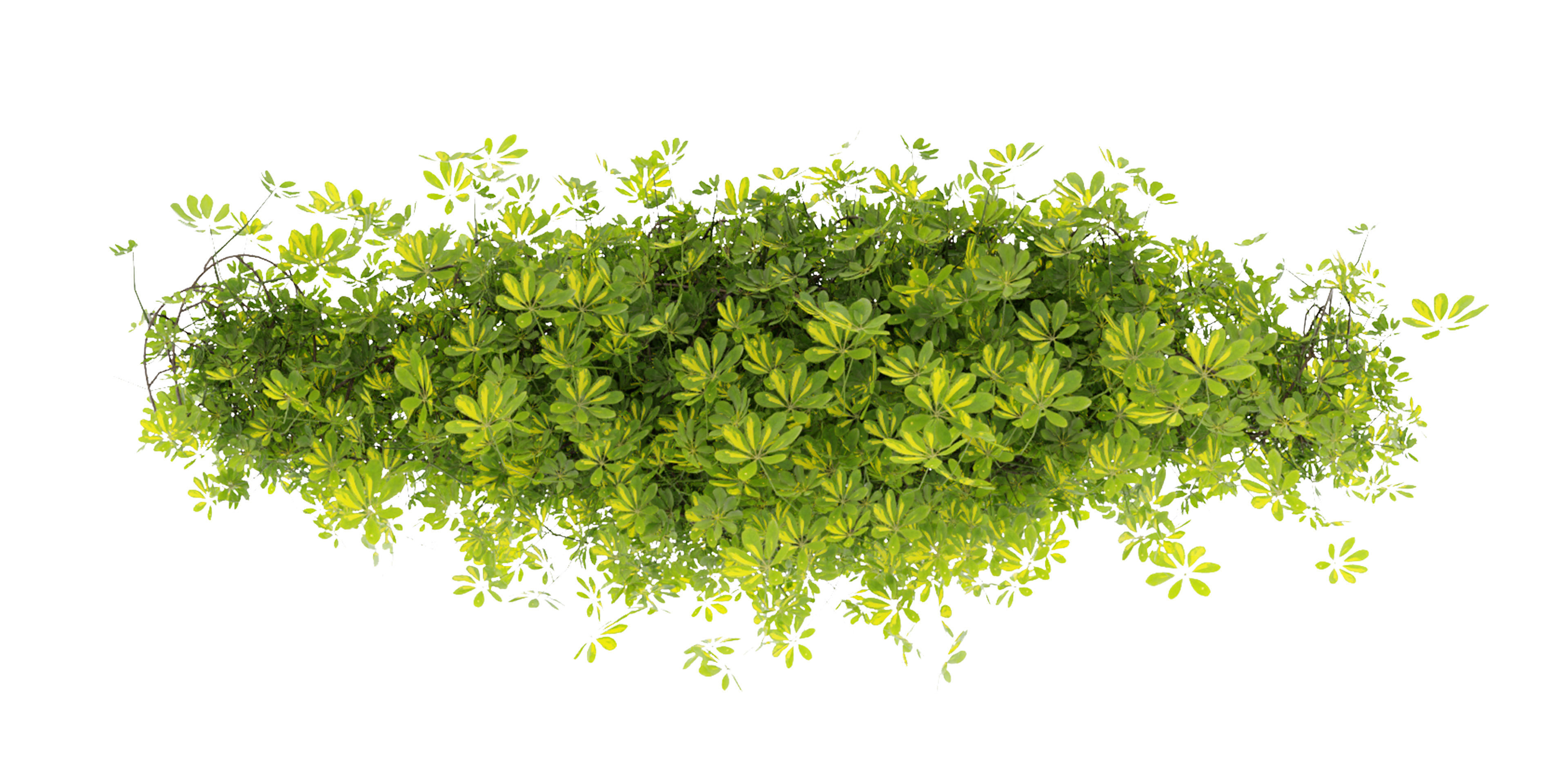 Collection plant vol 494 - ivy - Schefflera - blender model 3D model_1