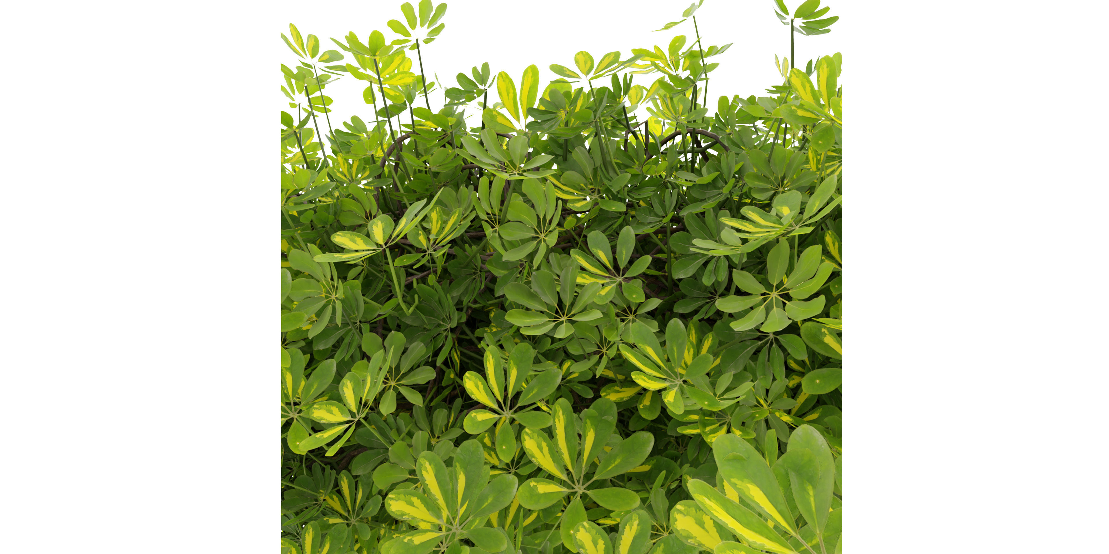 Collection plant vol 494 - ivy - Schefflera - blender model 3D model_5