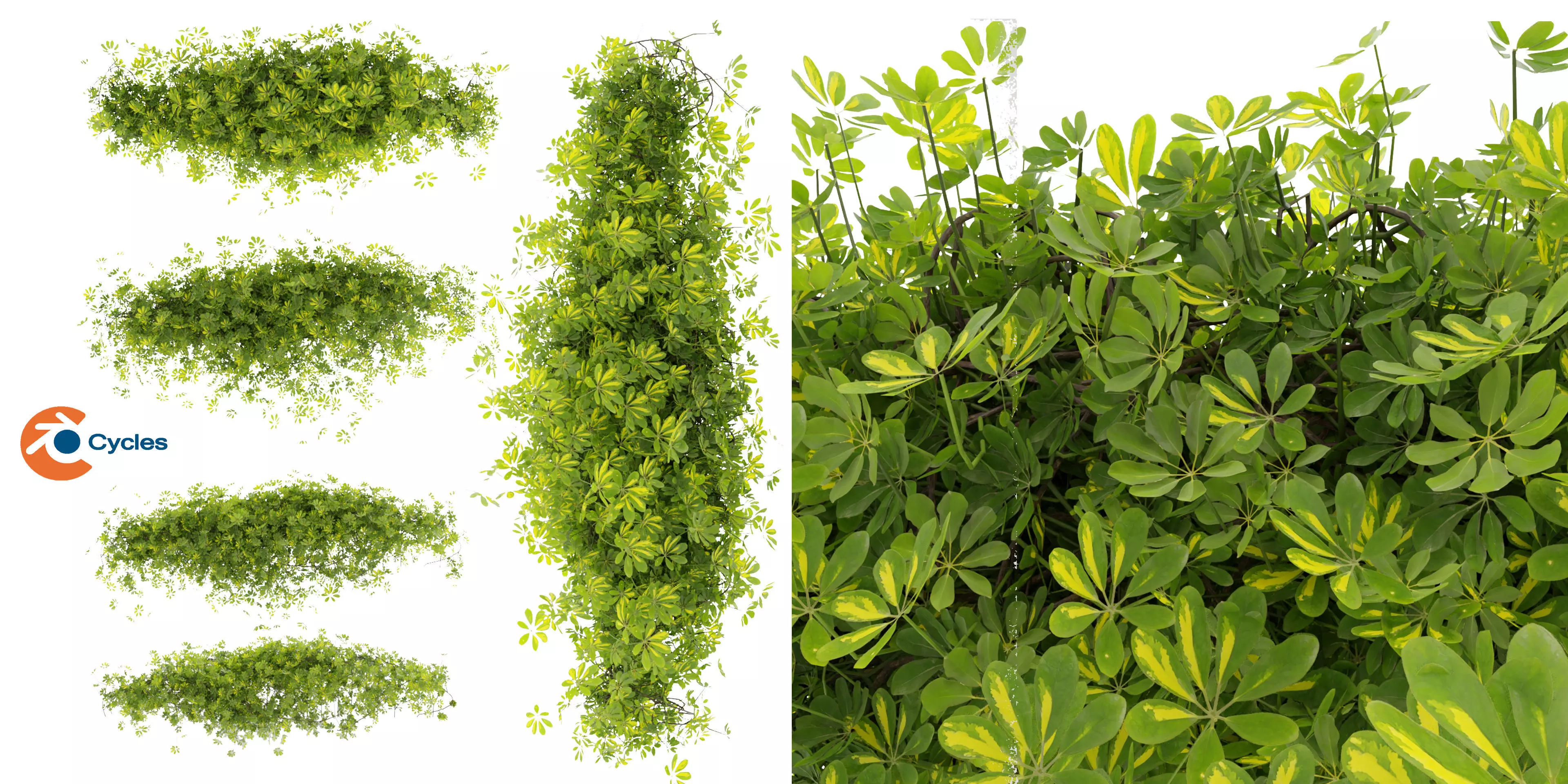 Collection plant vol 494 - ivy - Schefflera - blender model 3D model_0