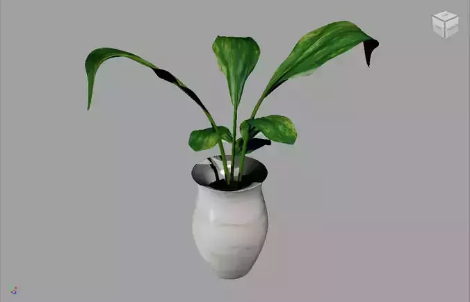 Potted Plant