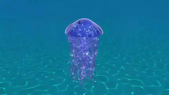 Jellyfish