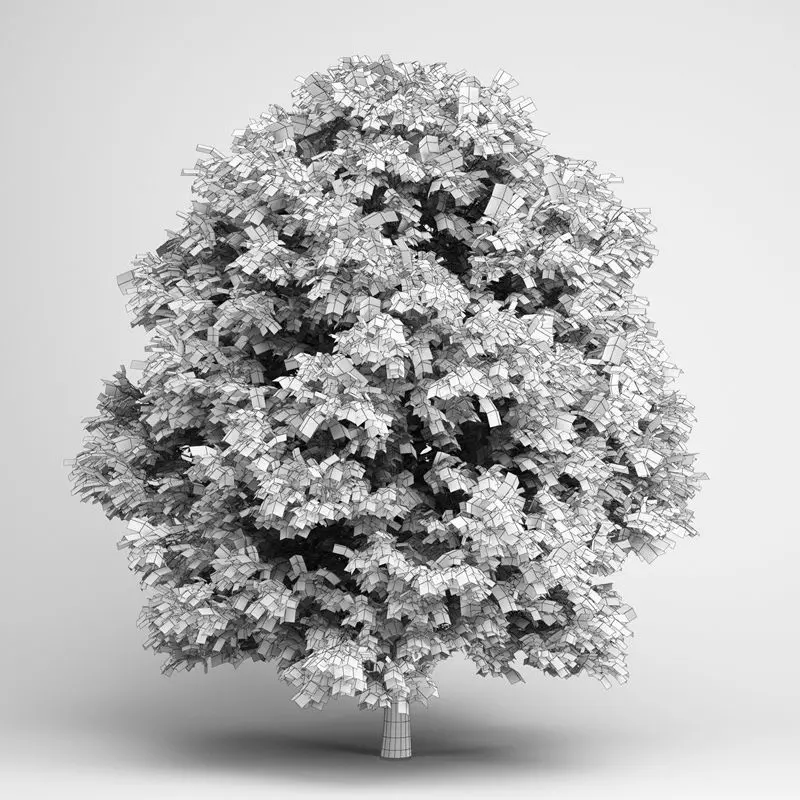 European Ash 05 3D model_0