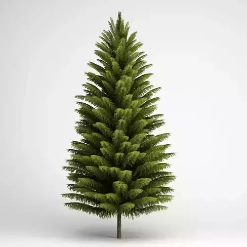 Norway Spruce 21