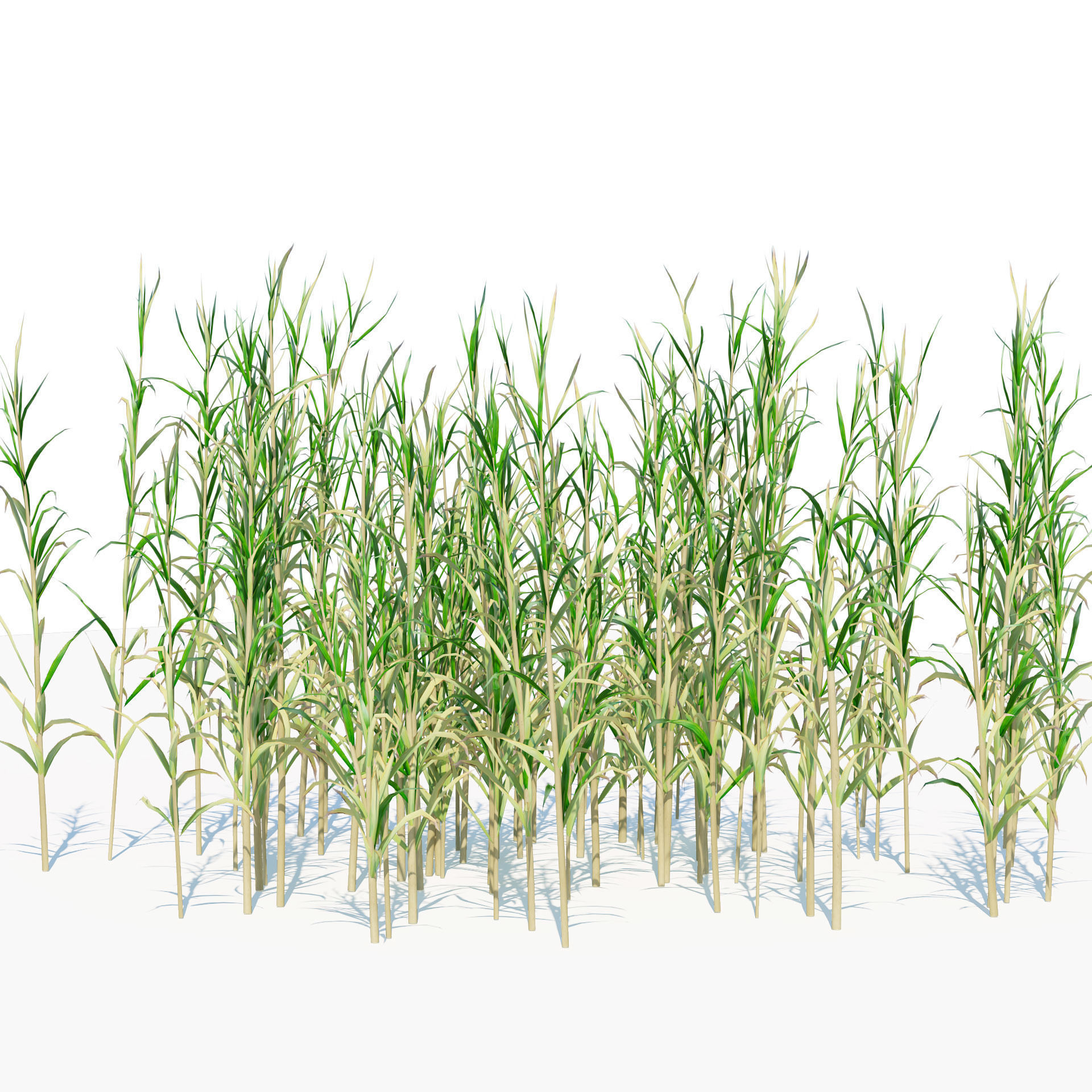 Rigged Giant cane cluster Low-poly 3D model_1