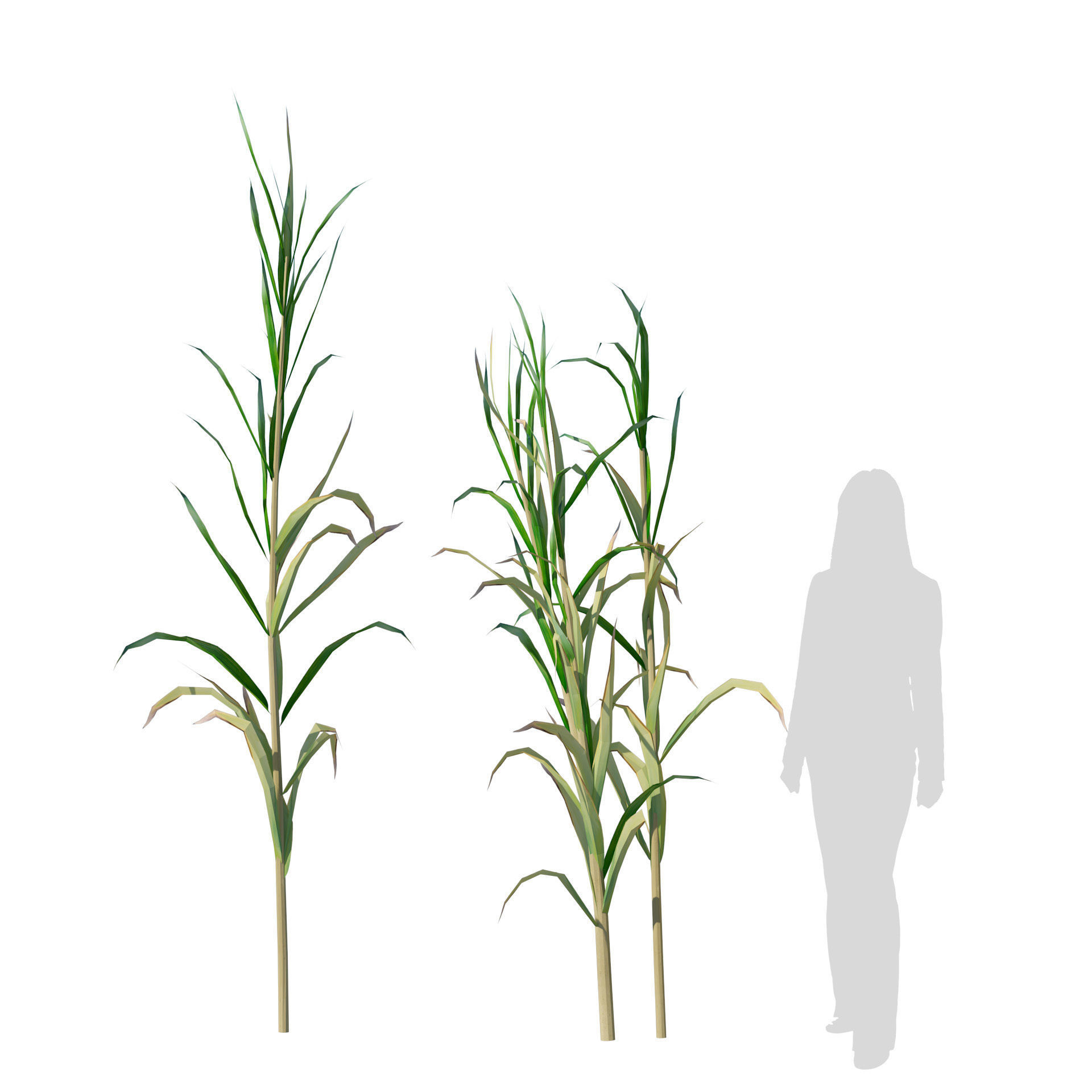 Rigged Giant cane cluster Low-poly 3D model_2