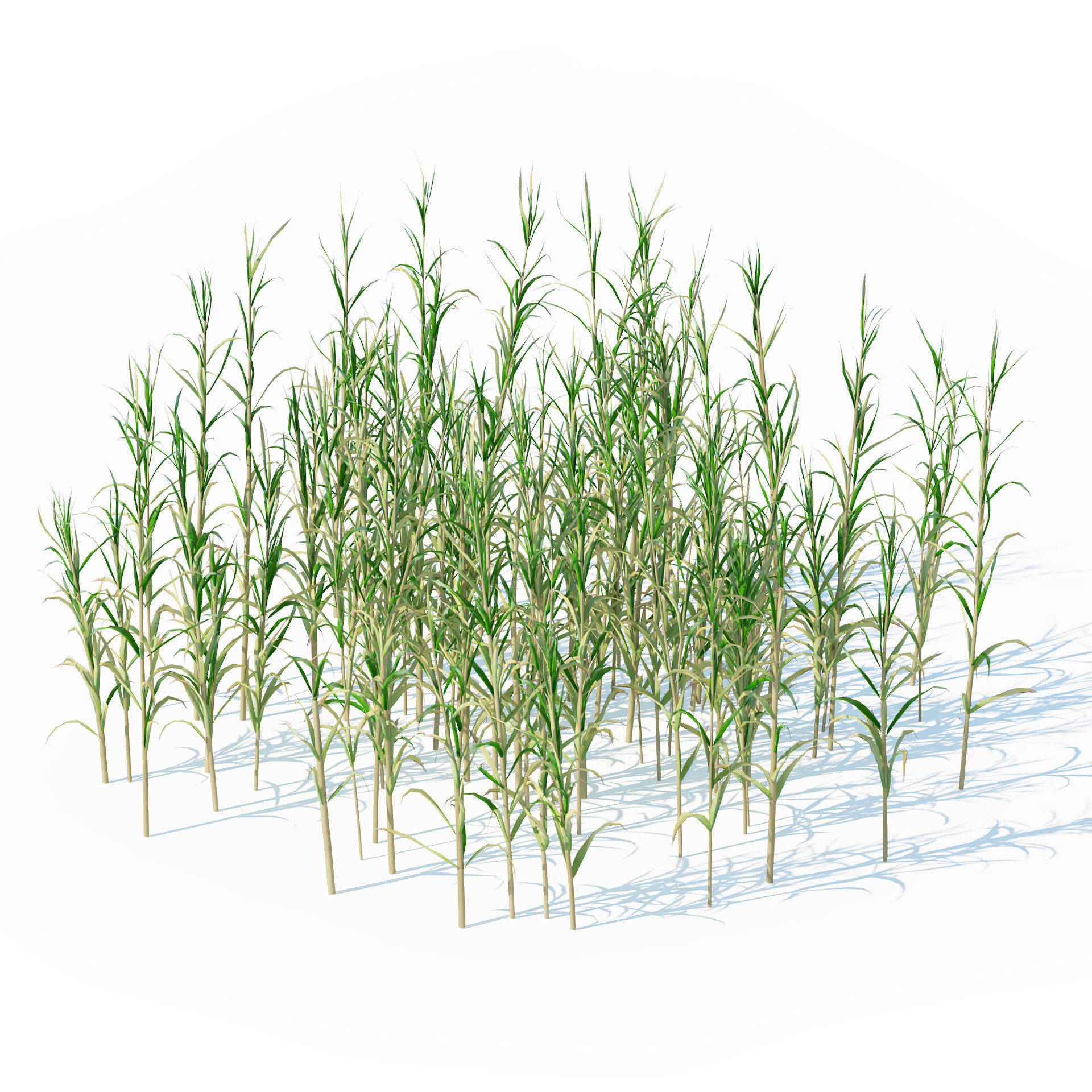 Rigged Giant cane cluster Low-poly 3D model_5