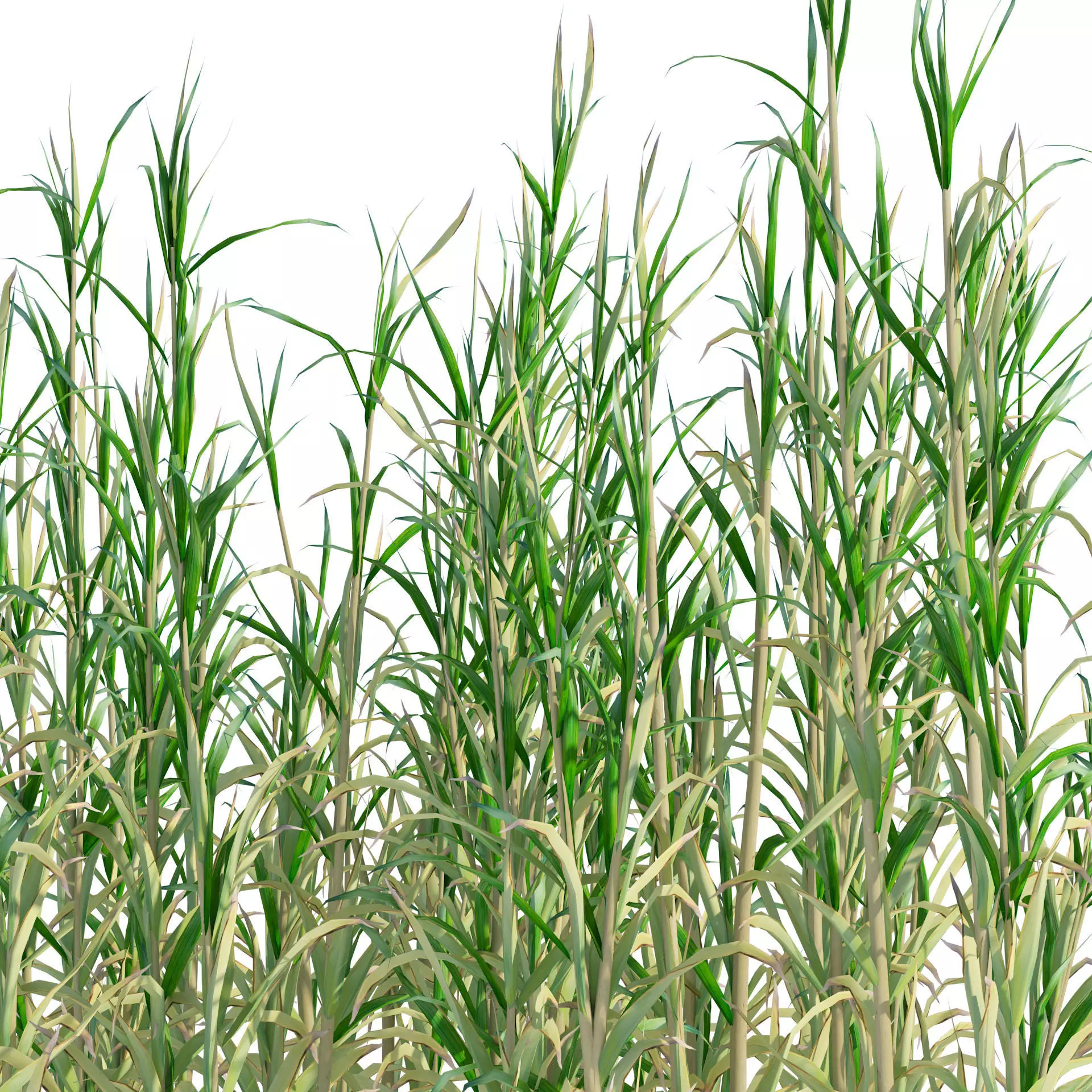 Rigged Giant cane cluster Low-poly 3D model_0
