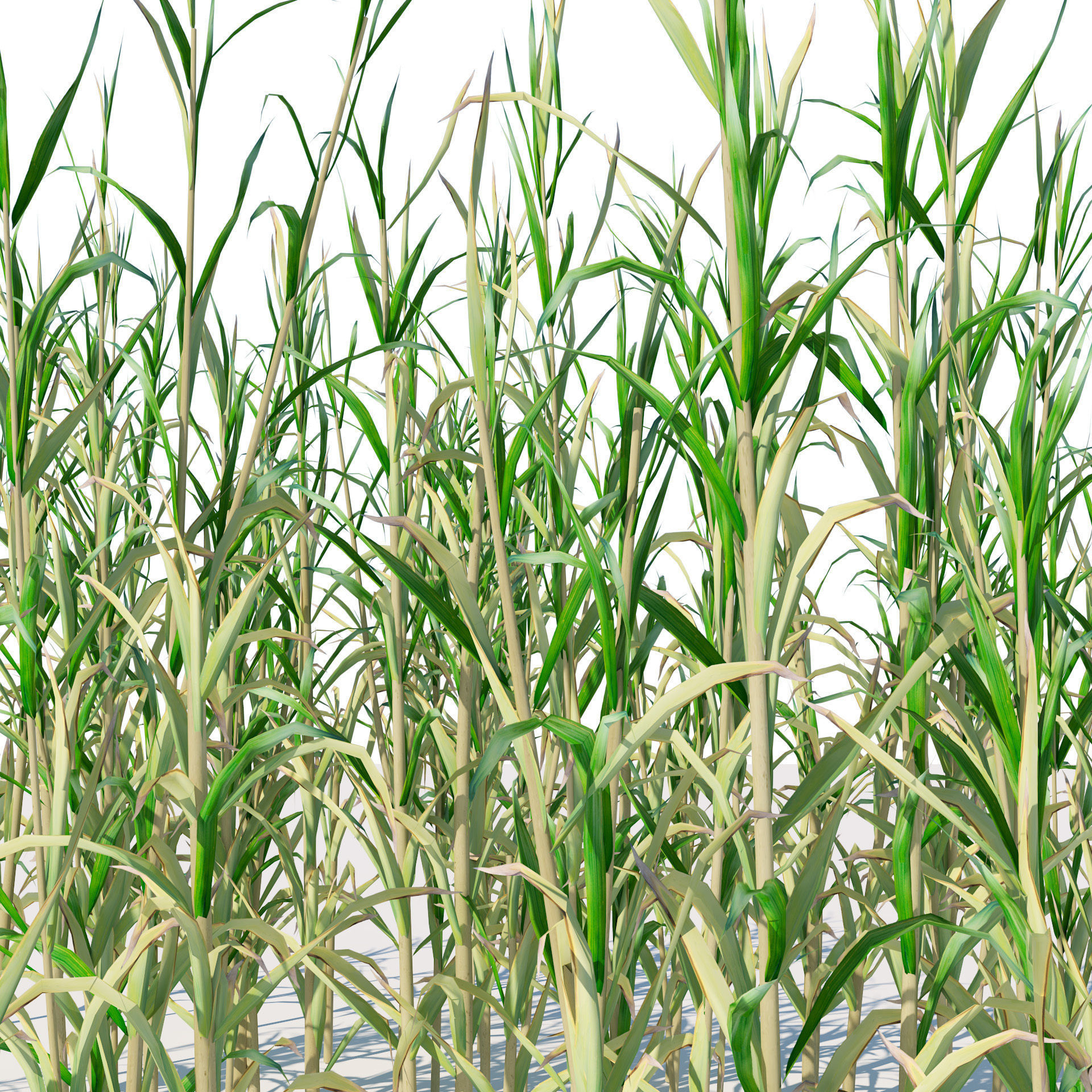 Rigged Giant cane cluster Low-poly 3D model_4