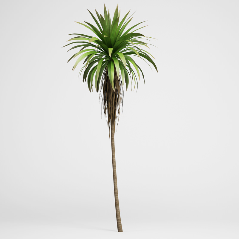 Mountain Cabbage Tree 3D model_1