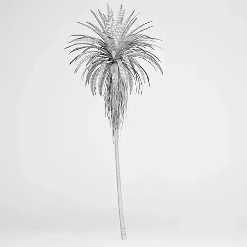 Mountain Cabbage Tree