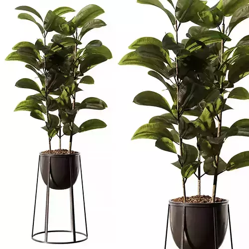 Indoor Plant SetV18 - Ficus Stand Pot