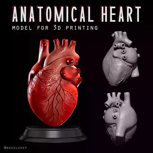  Anatomical Human Heart - For Commercial Use 3D print model